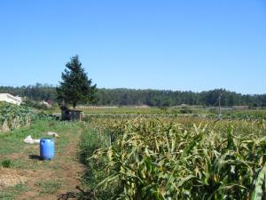 Mixed land, para Sale