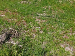 Terreno agrícola, para Compra