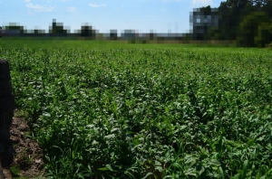 Rustic land, para Sale