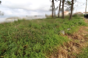 Terreno mixto, para Compra