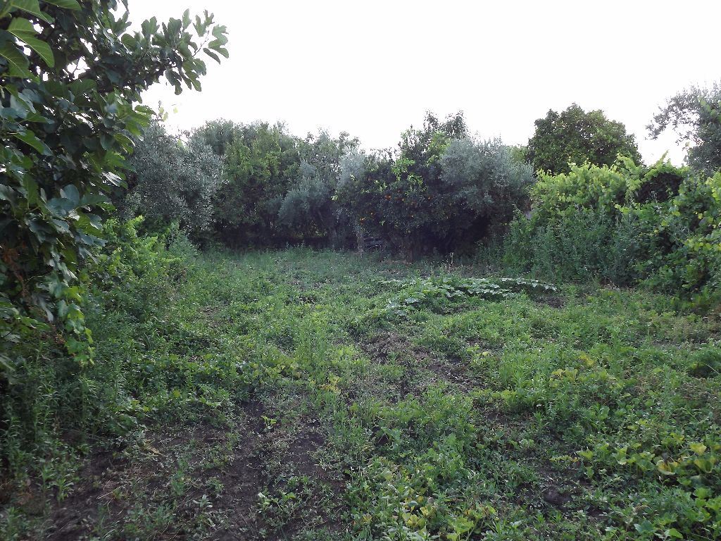 Terreno para Venda em Escalos de Cima e Lousa