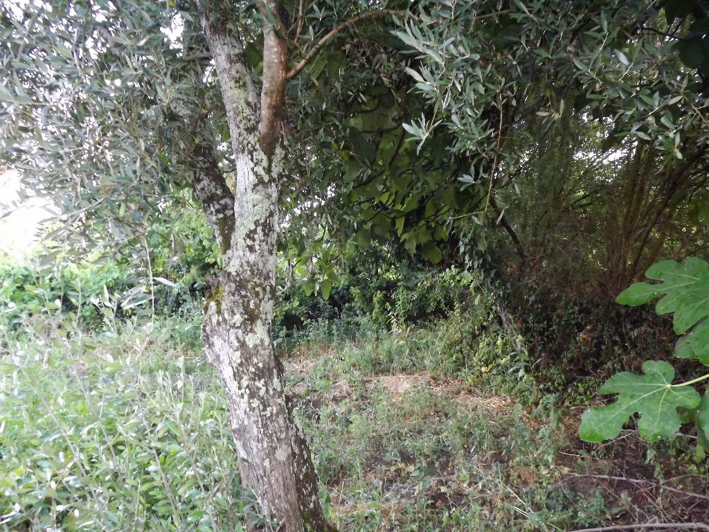 Terreno para Venda em Escalos de Cima e Lousa