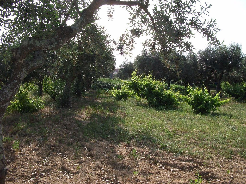 Terreno Agricola ou Rústico para Venda em Alcains