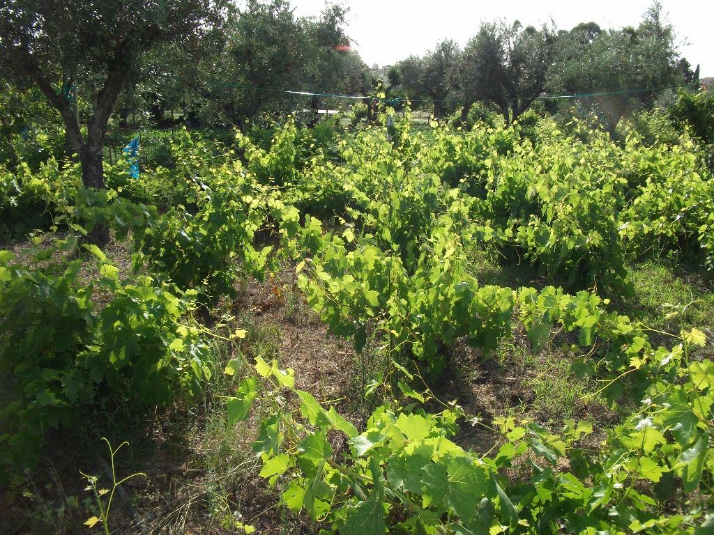 Terreno Agricola ou Rústico para Venda em Alcains