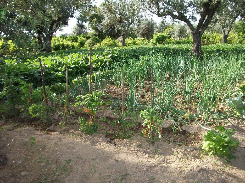 Terreno Agricola ou Rústico para Venda em Alcains