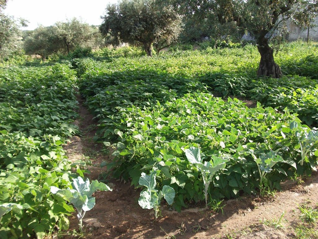 Terreno Agricola ou Rústico para Venda em Alcains