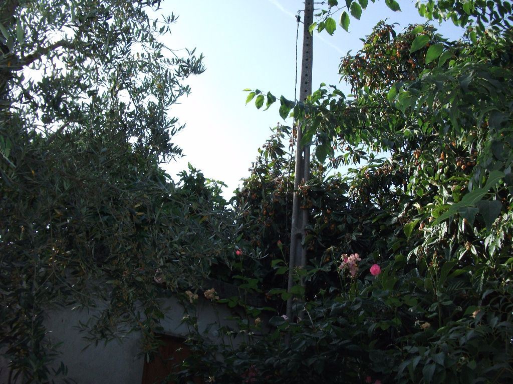 Terreno Agricola ou Rústico para Venda em Alcains