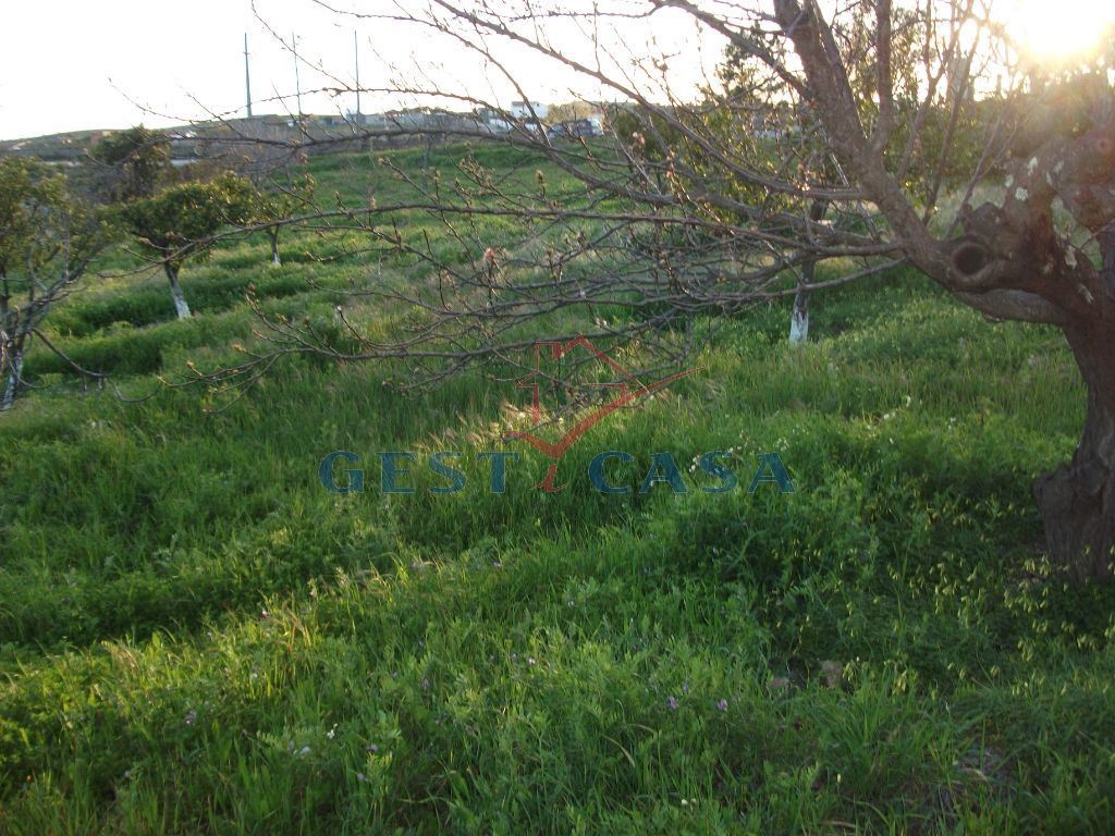 Terreno para Venda em Castelo Branco