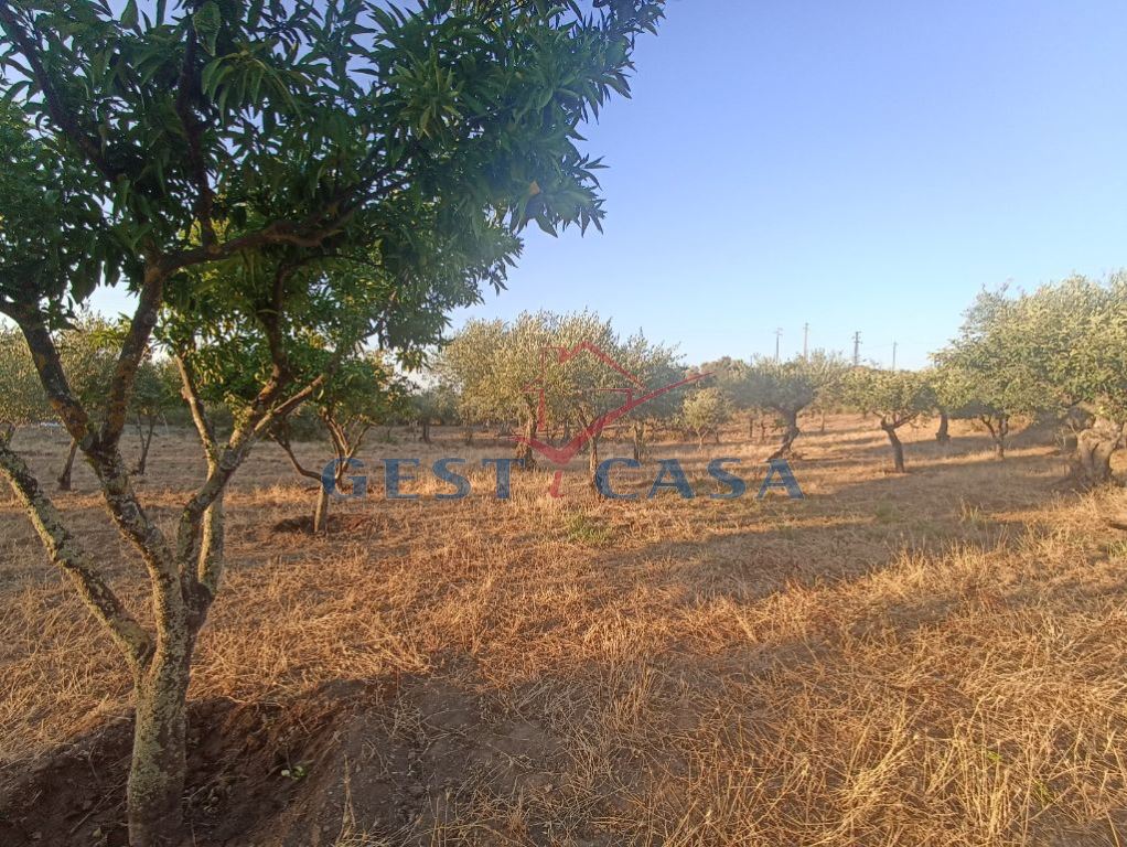 Terreno para Venda em Cebolais de Cima e Retaxo