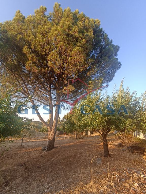 Terreno para Venda em Cebolais de Cima e Retaxo