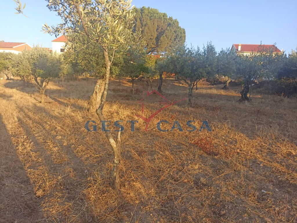 Terreno para Venda em Cebolais de Cima e Retaxo