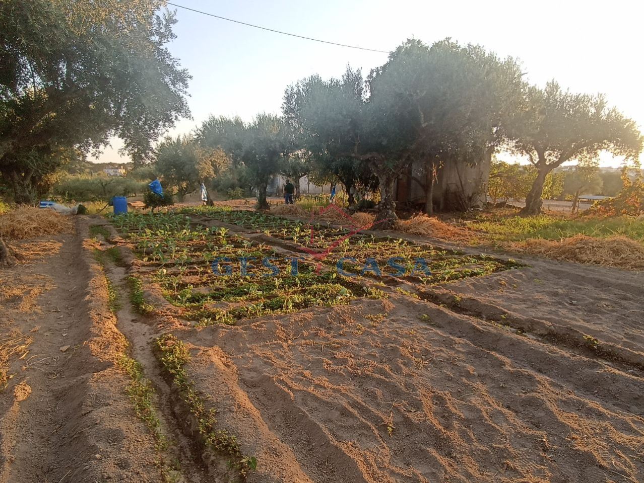 Terreno Agricola ou Rústico para Venda em Alcains