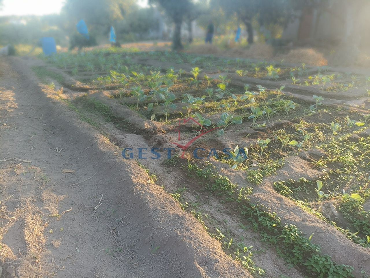 Terreno Agricola ou Rústico para Venda em Alcains