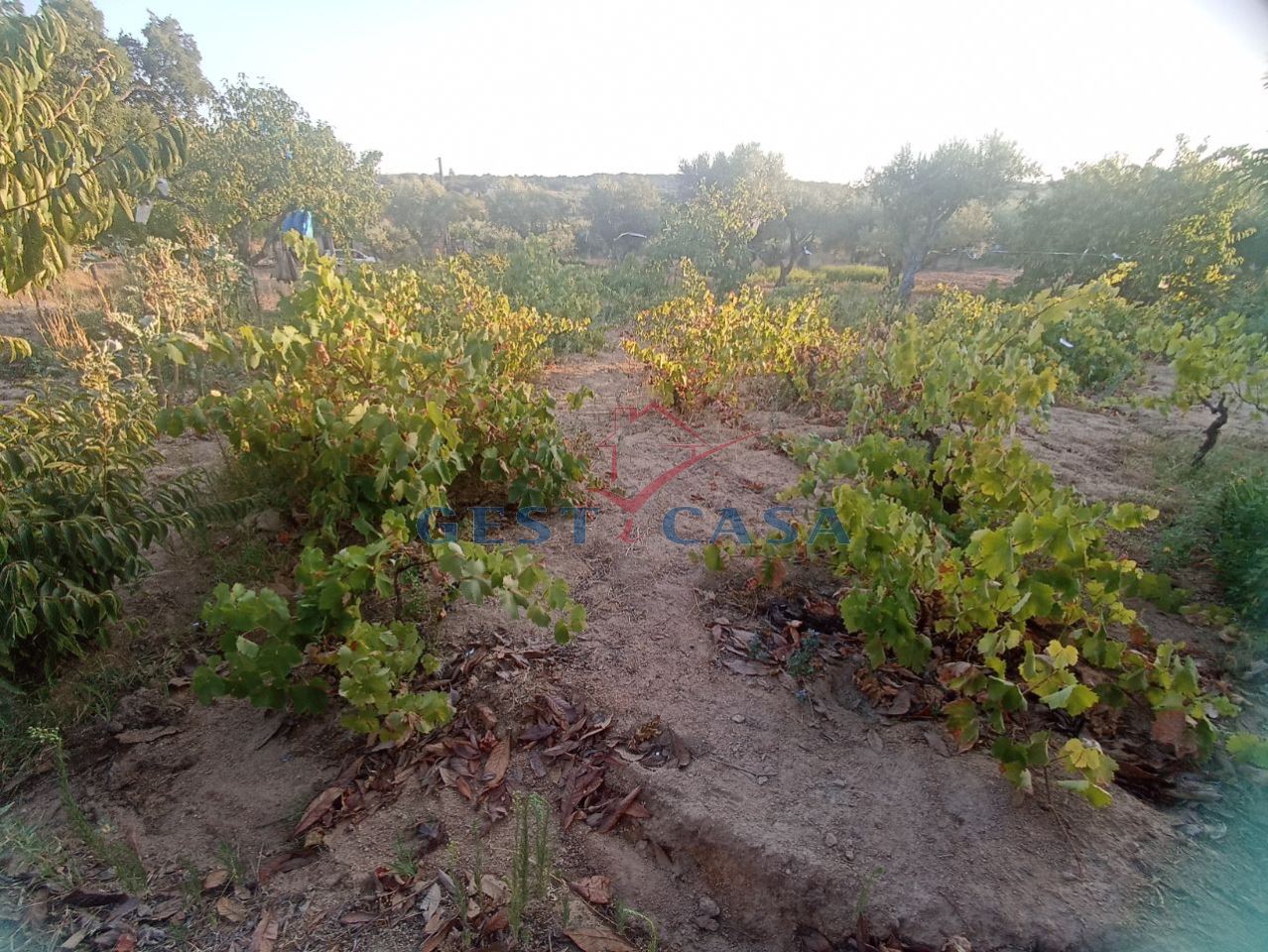 Terreno Agricola ou Rústico para Venda em Alcains