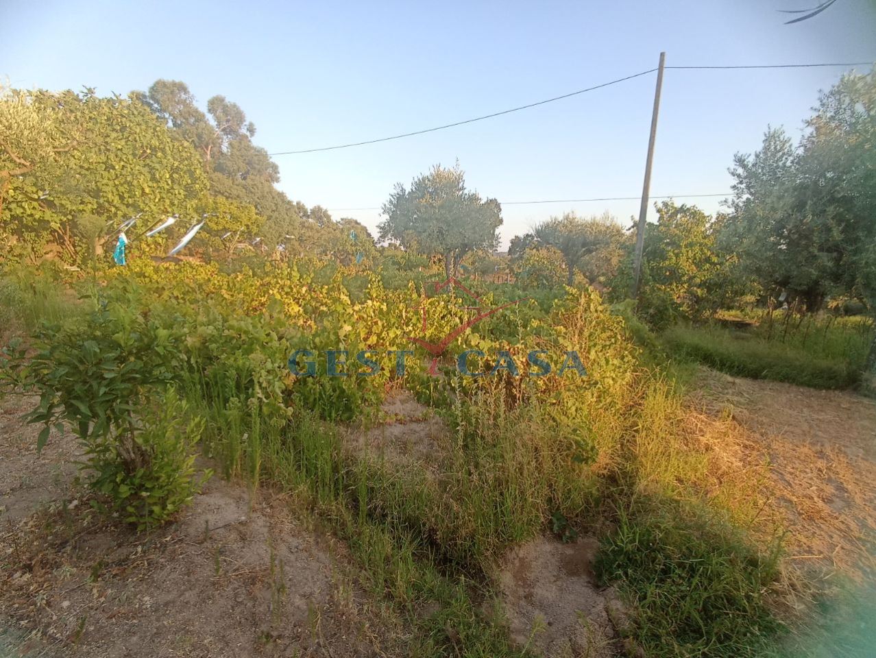 Terreno Agricola ou Rústico para Venda em Alcains