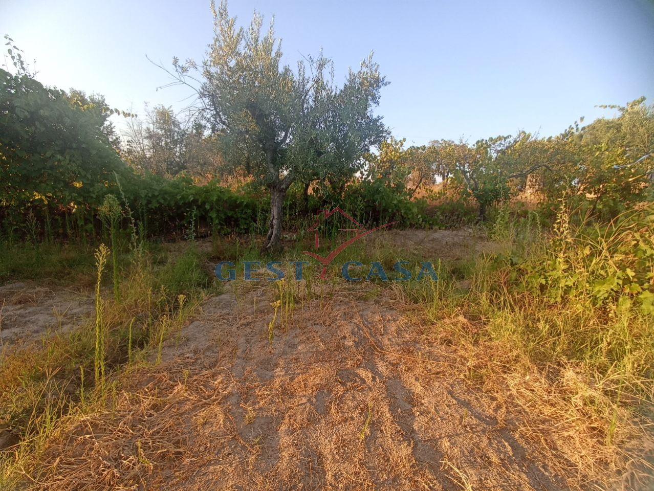 Terreno Agricola ou Rústico para Venda em Alcains