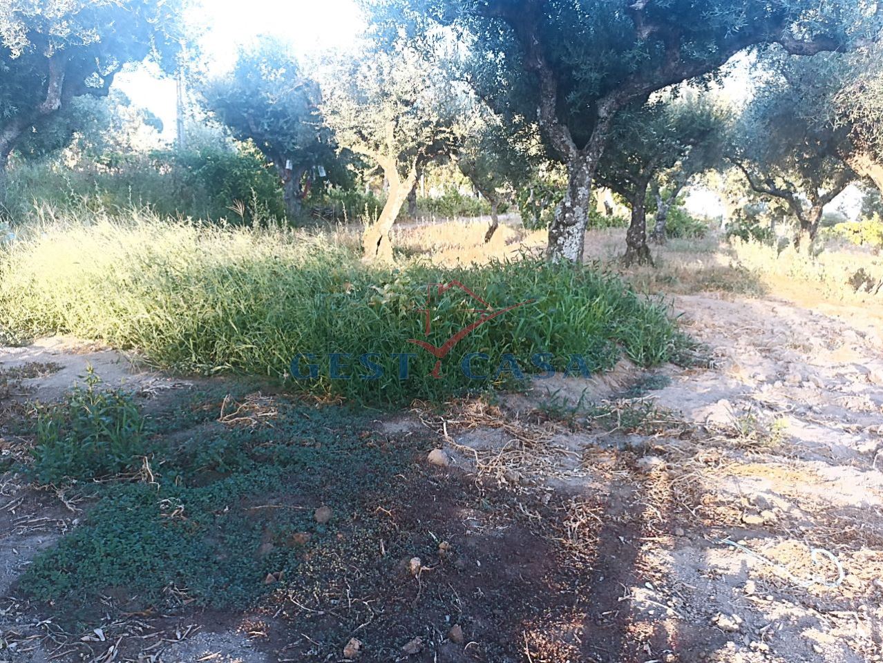 Terreno Agricola ou Rústico para Venda em Alcains