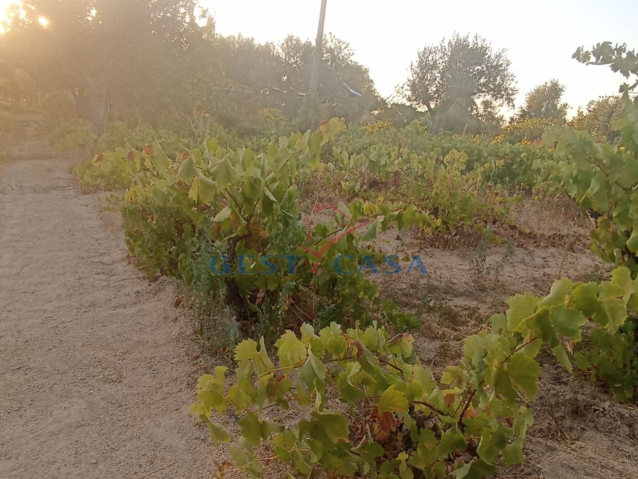 Terreno Agricola ou Rústico para Venda em Alcains