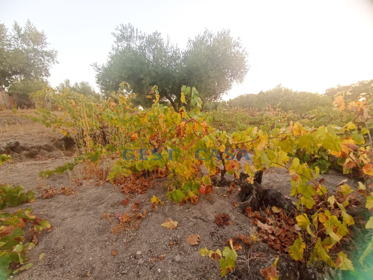 Terreno Agricola ou Rústico para Venda em Alcains