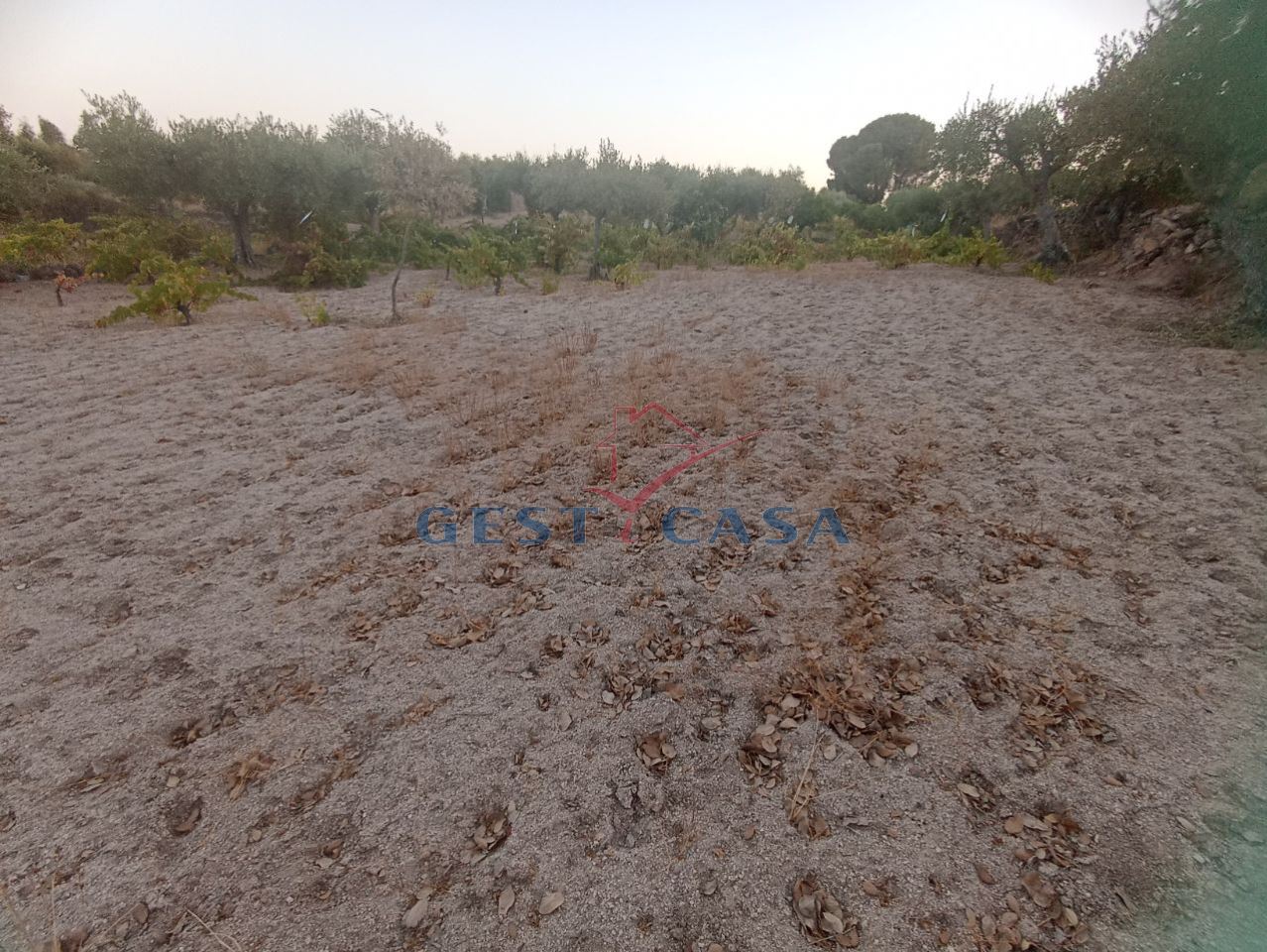 Terreno Agricola ou Rústico para Venda em Alcains