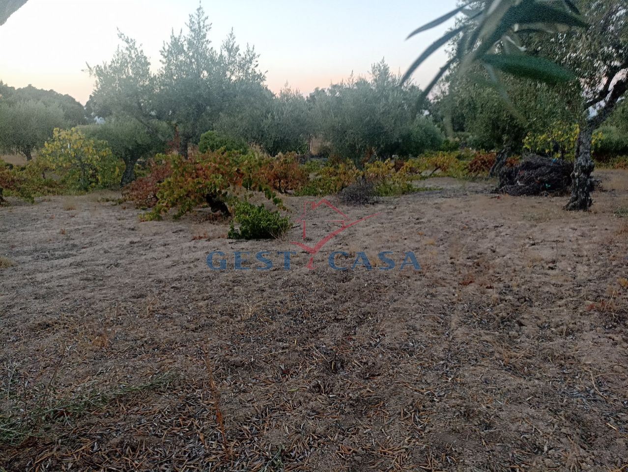 Terreno Agricola ou Rústico para Venda em Alcains