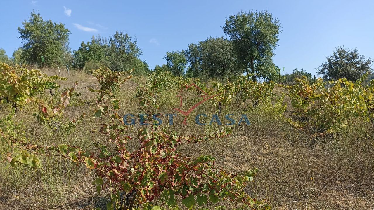 Terreno Agricola ou Rústico para Venda em Salgueiro do Campo