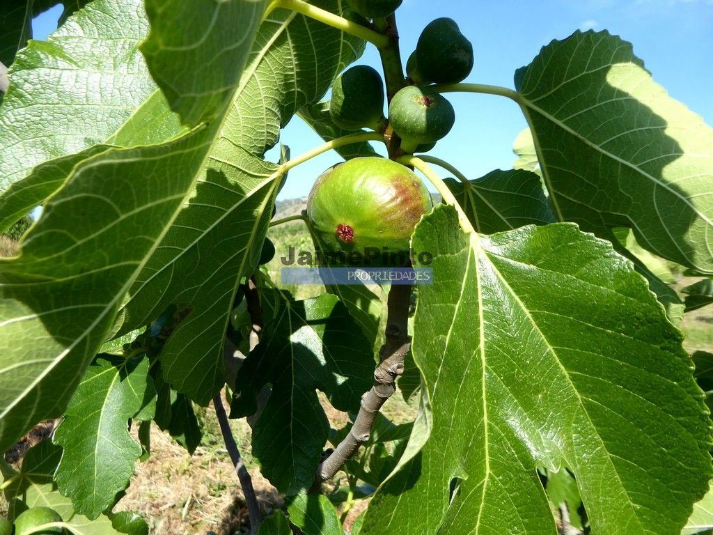 Terreno Agricola ou Rústico para Venda em Mirandela