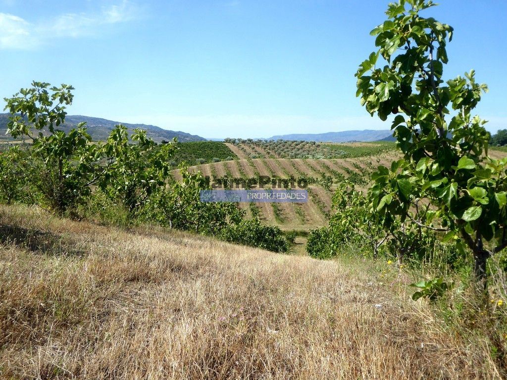 Terreno Agricola ou Rústico para Venda em Mirandela