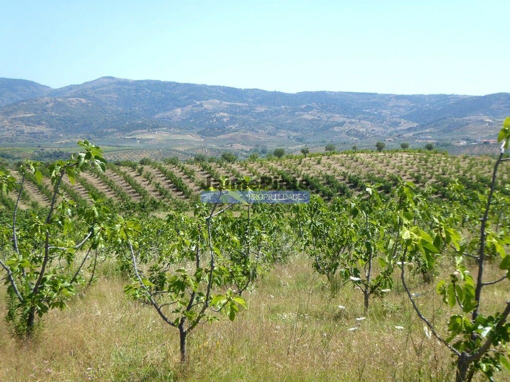 Terreno Agricola ou Rústico para Venda em Mirandela