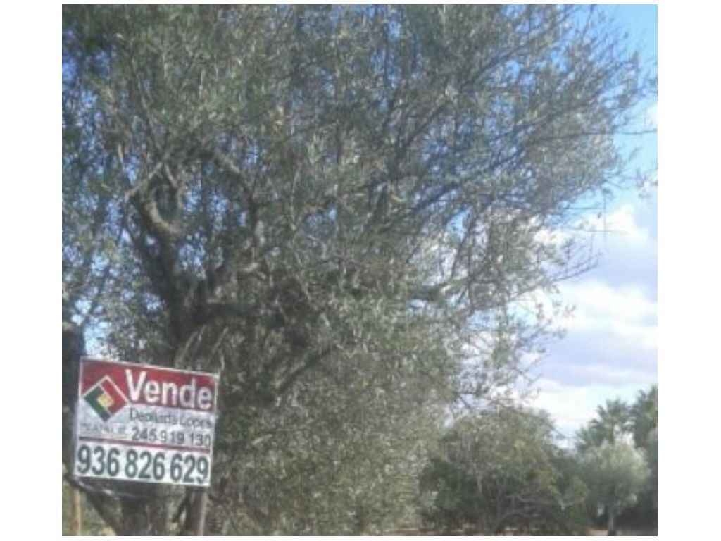 Terreno Agricola ou Rústico para Venda em Montargil