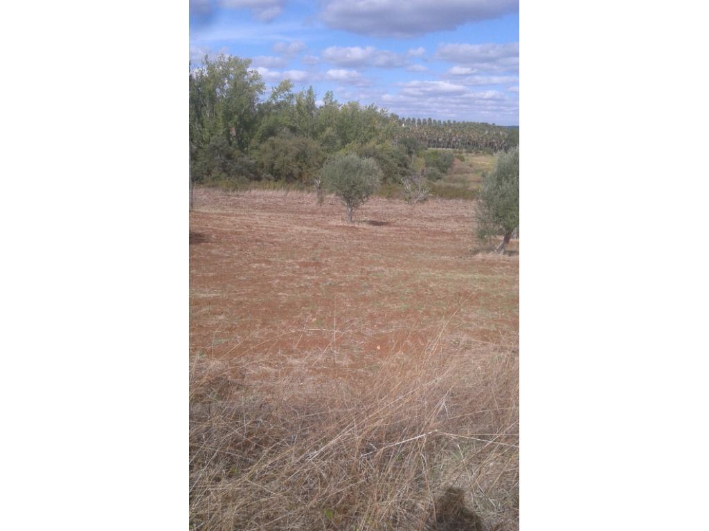 Terreno Agricola ou Rústico para Venda em Montargil