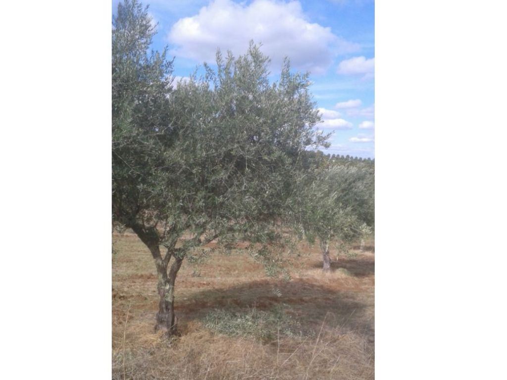 Terreno Agricola ou Rústico para Venda em Montargil