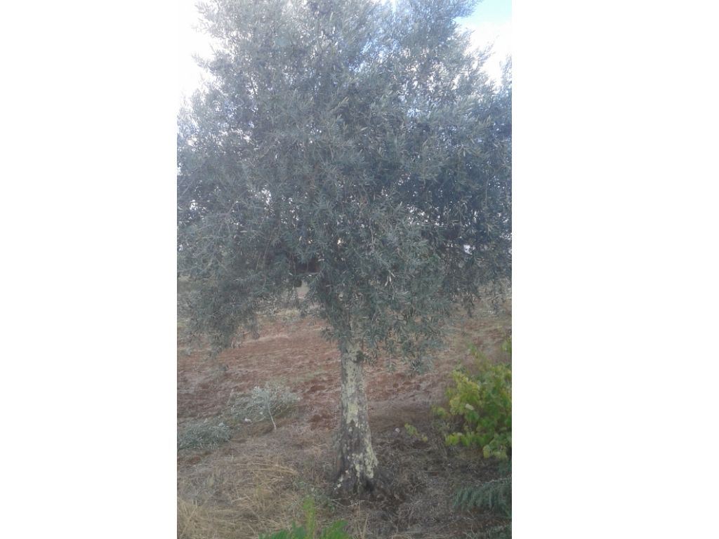 Terreno Agricola ou Rústico para Venda em Montargil