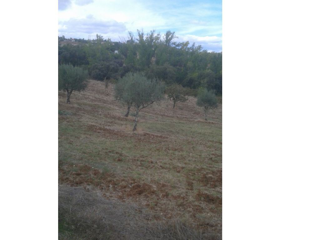 Terreno Agricola ou Rústico para Venda em Montargil