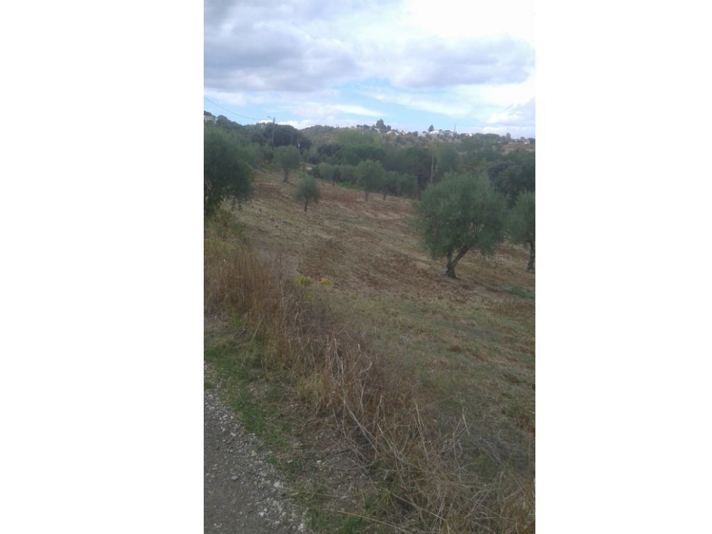 Terreno Agricola ou Rústico para Venda em Montargil