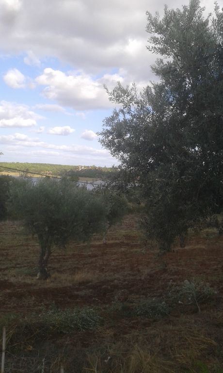 Terreno Agricola ou Rústico para Venda em Montargil