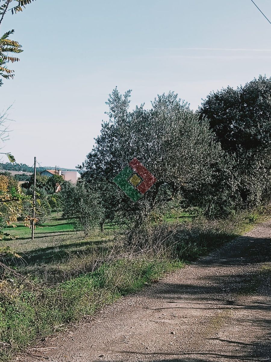 Terreno Agricola ou Rústico para Venda em Montargil