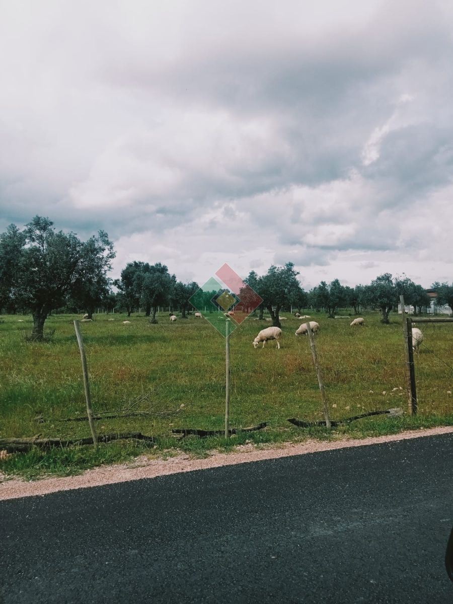 Terreno Agricola ou Rústico para Venda em Ponte de Sor, Tramaga e Vale de Açor