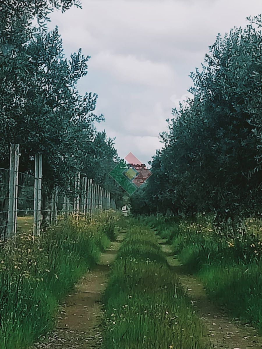 Terreno Agricola ou Rústico para Venda em Ponte de Sor, Tramaga e Vale de Açor