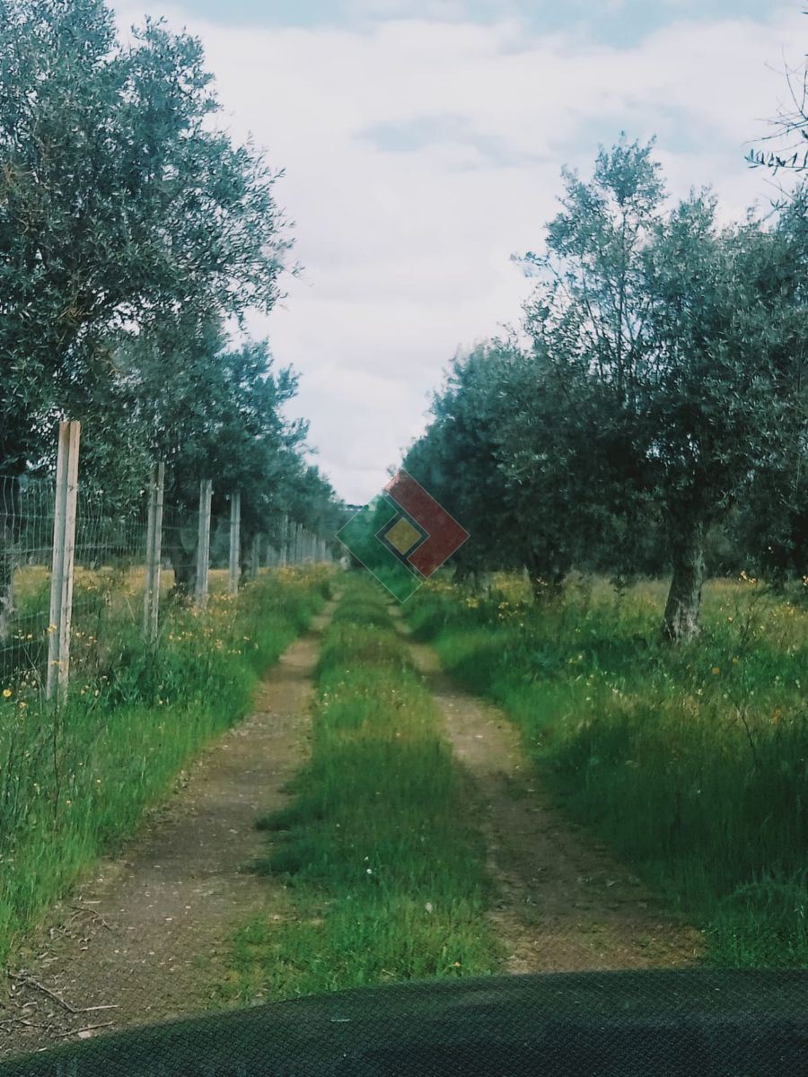 Terreno Agricola ou Rústico para Venda em Ponte de Sor, Tramaga e Vale de Açor