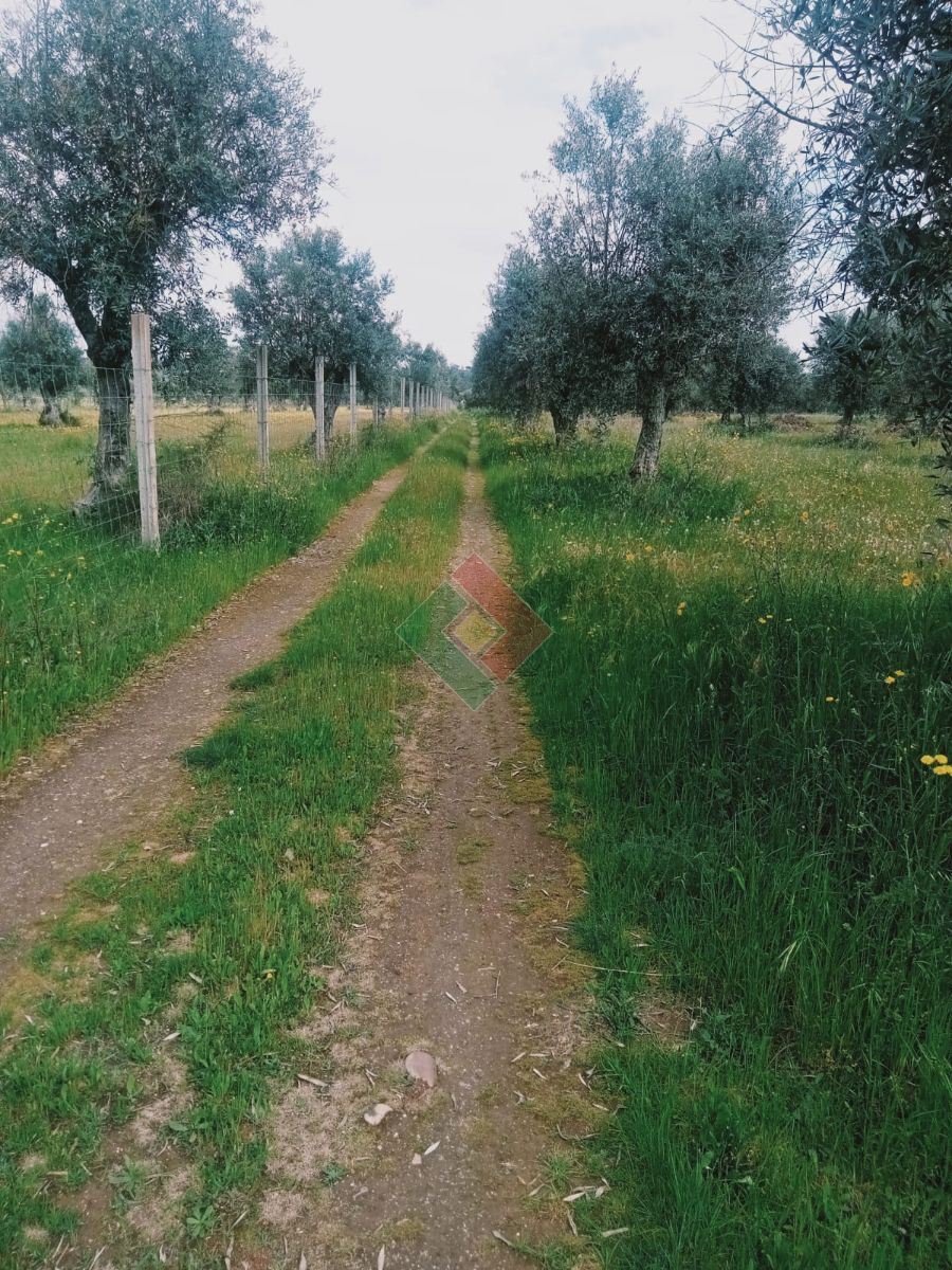 Terreno Agricola ou Rústico para Venda em Ponte de Sor, Tramaga e Vale de Açor