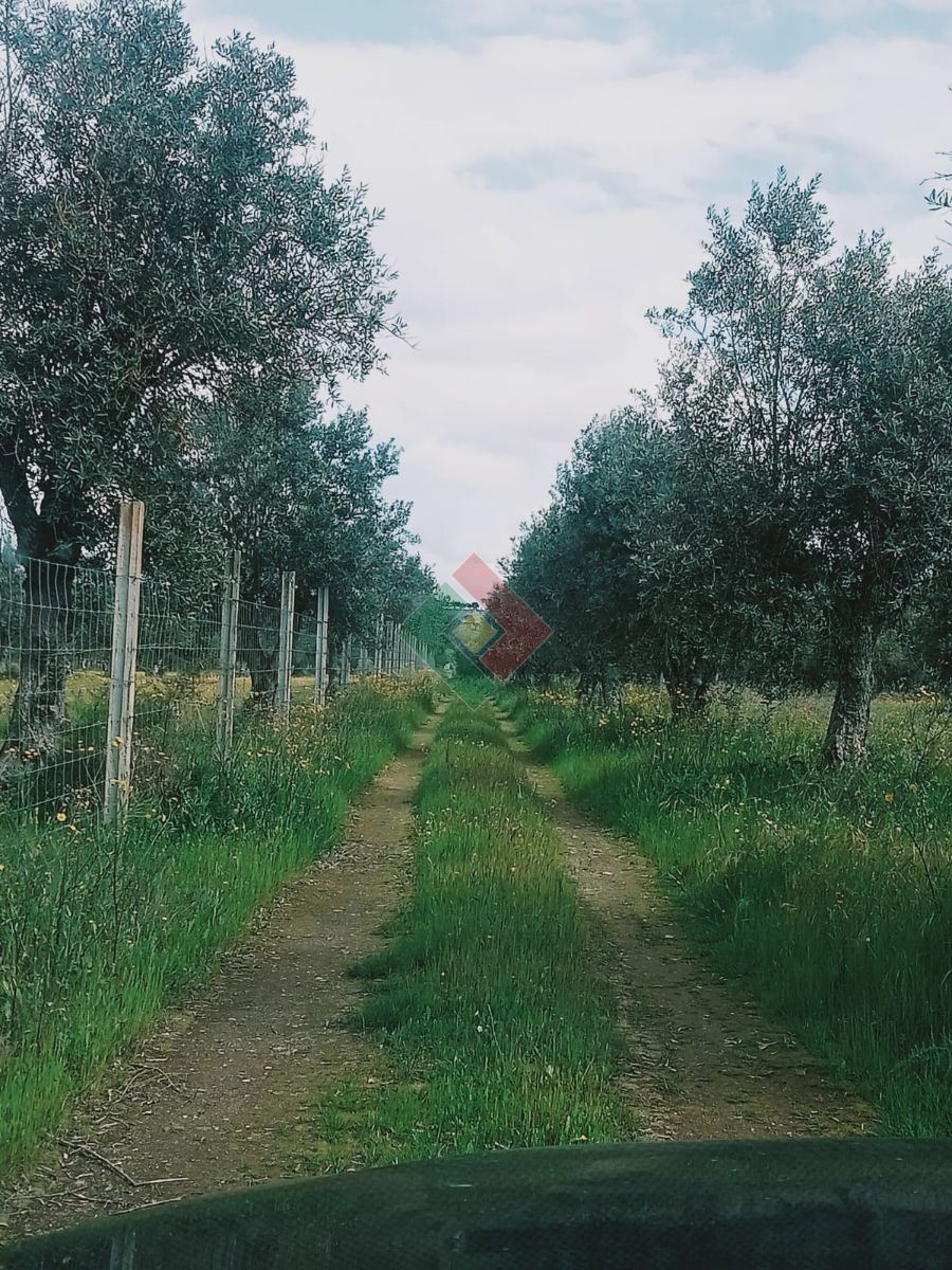 Terreno Agricola ou Rústico para Venda em Ponte de Sor, Tramaga e Vale de Açor