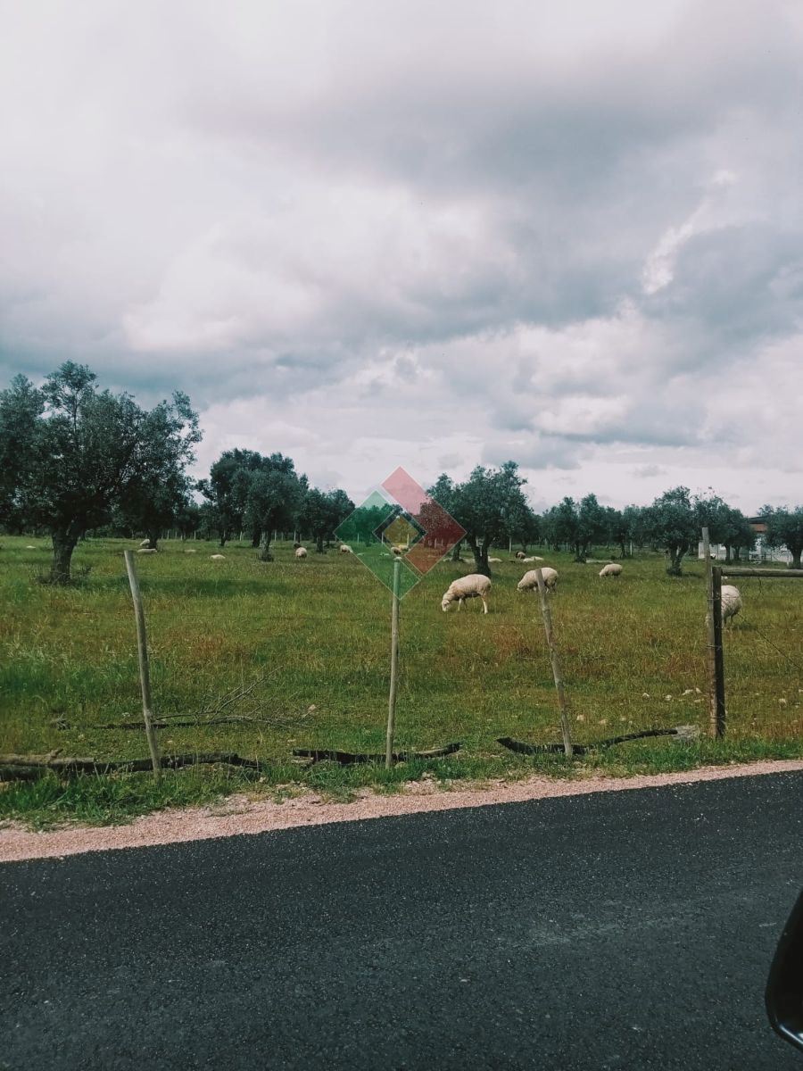 Terreno Agricola ou Rústico para Venda em Ponte de Sor, Tramaga e Vale de Açor