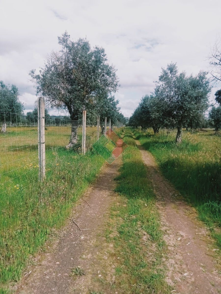 Terreno Agricola ou Rústico para Venda em Ponte de Sor, Tramaga e Vale de Açor