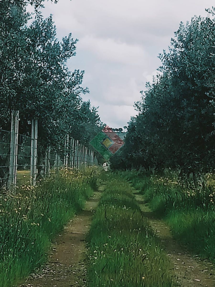 Terreno Agricola ou Rústico para Venda em Ponte de Sor, Tramaga e Vale de Açor