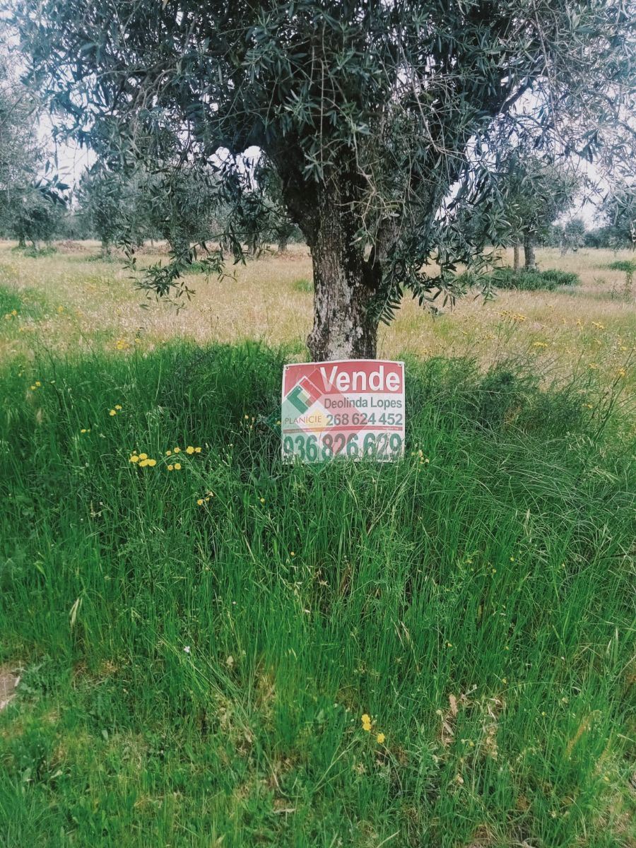 Terreno Agricola ou Rústico para Venda em Ponte de Sor, Tramaga e Vale de Açor