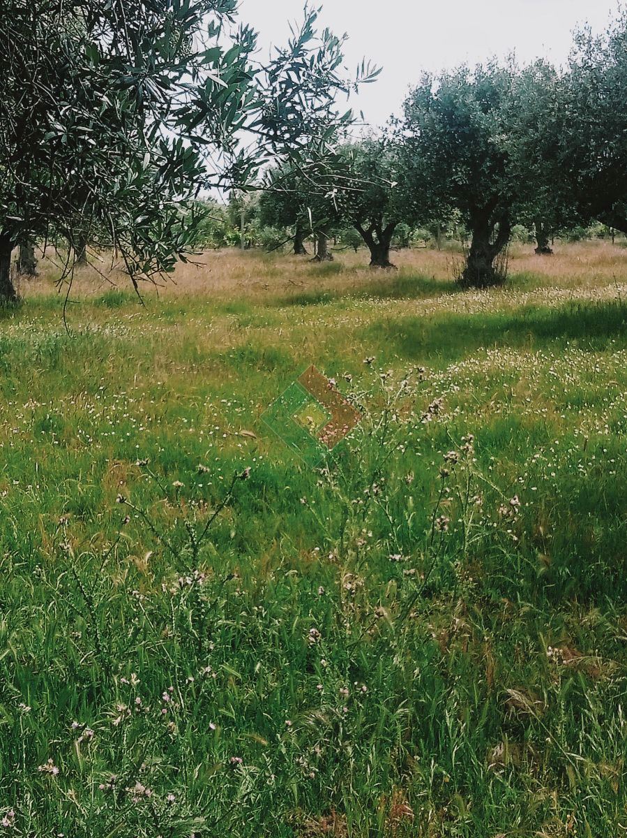Terreno Agricola ou Rústico para Venda em Ponte de Sor, Tramaga e Vale de Açor