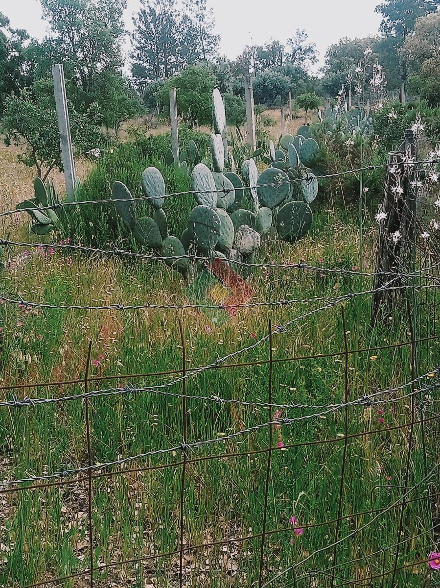 Terreno Agricola ou Rústico para Venda em Ponte de Sor, Tramaga e Vale de Açor