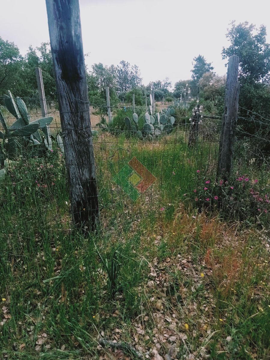 Terreno Agricola ou Rústico para Venda em Ponte de Sor, Tramaga e Vale de Açor