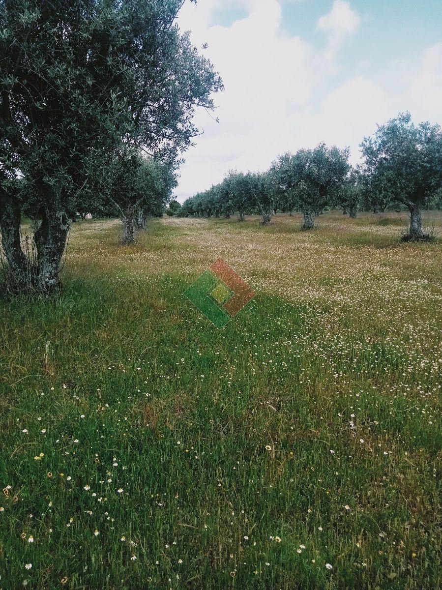 Terreno Agricola ou Rústico para Venda em Ponte de Sor, Tramaga e Vale de Açor